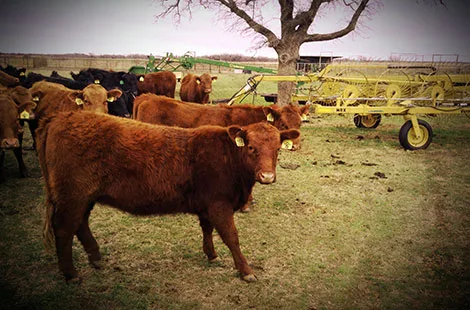 SOLD – 73 ANGUS HEIFERS
