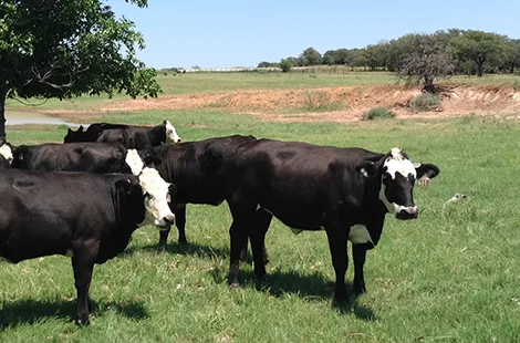 29 Angus Plus Super Baldies