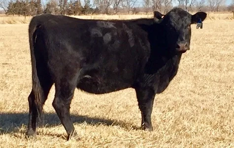 226 Angus Cows