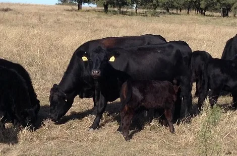 23 Fancy Angus Pairs