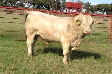 32 Charolais Bulls