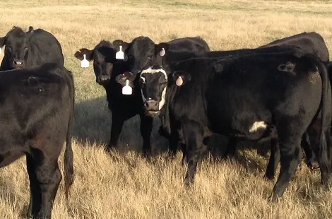 54 Brangus & Angus plus Heifers