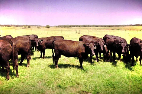 61 Angus Plus Heifers