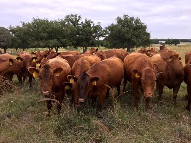 77 Fancy Second Calf Red Angus Cows